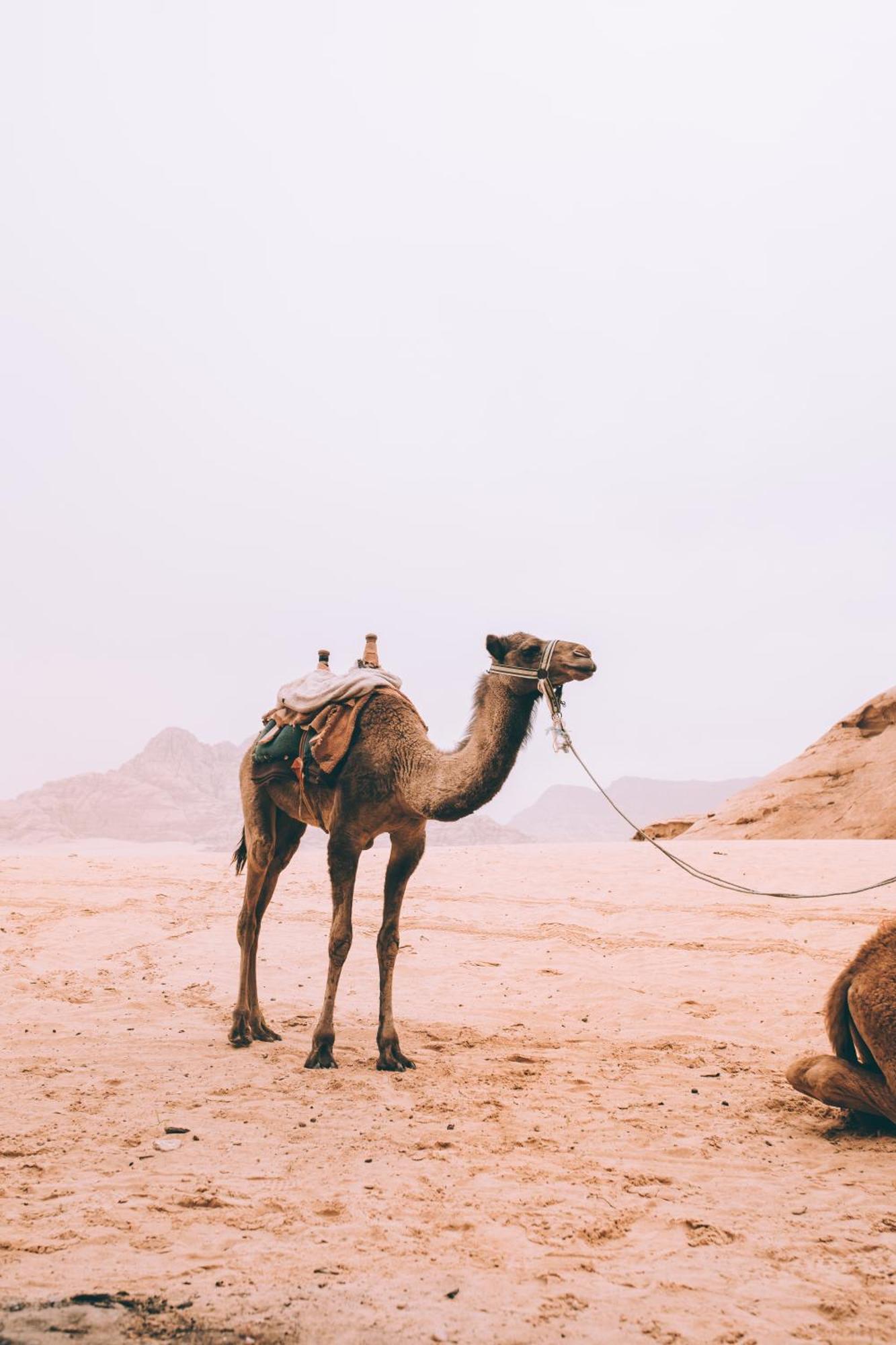 Khaled'S Camp Hotel Wadi Rum Exterior photo